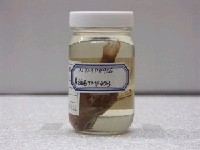 藏品(稻氏天竺鯛)的圖片